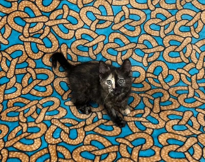 Medusa @PetSmart Walker Rd thumbnail 2