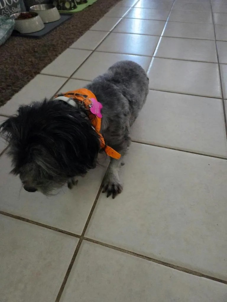 A young medium-sized female Terrier dog named Shirley for adoption in Mesa, AZ