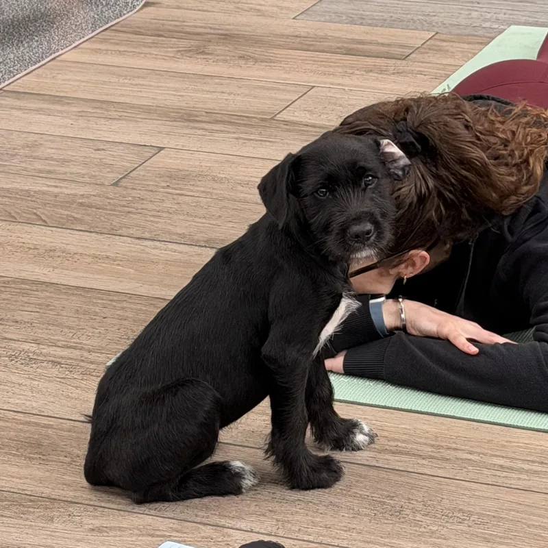 A baby small-sized male Schnoodle dog named Reef for adoption in San Diego, CA
