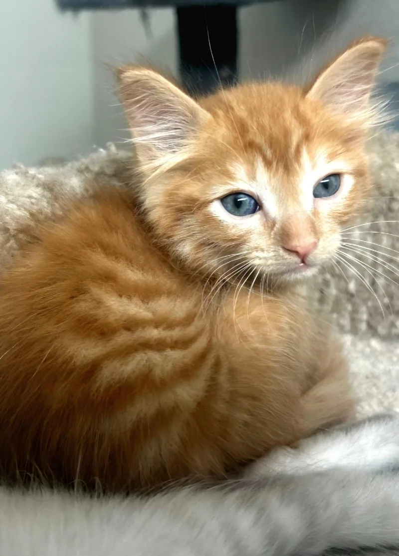 A baby medium-sized male Orange / Red Tabby cat named Sunny for adoption in Campbell, CA
