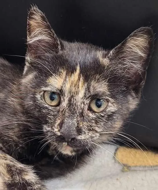 A young small-sized female Black Domestic Short Hair cat named Bloom for adoption in Robinson, IL
