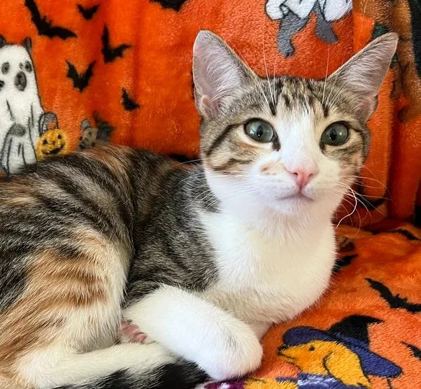 An adult medium-sized female Domestic Short Hair cat named Bella for adoption in Salinas, CA