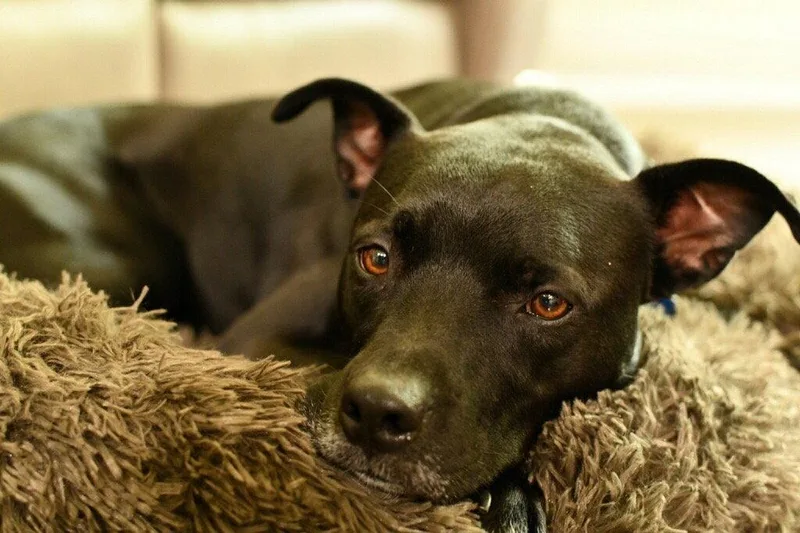 A senior medium-sized male Labrador Retriever dog named Tucker for adoption in Pittsboro, NC