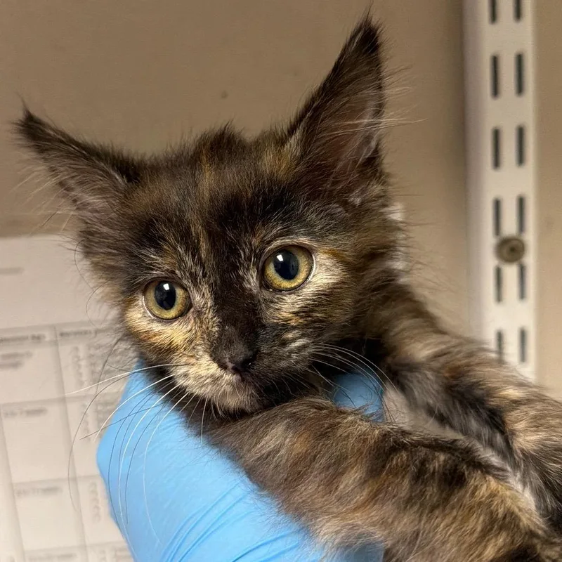 A baby small-sized female Torbie Domestic Medium Hair cat named Diro for adoption in Yuma, AZ