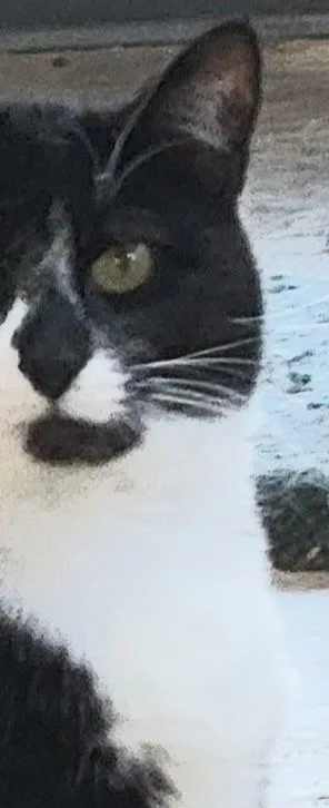 Cici Cecilly thumbnail 2