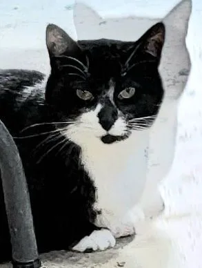 Cici Cecilly thumbnail 3