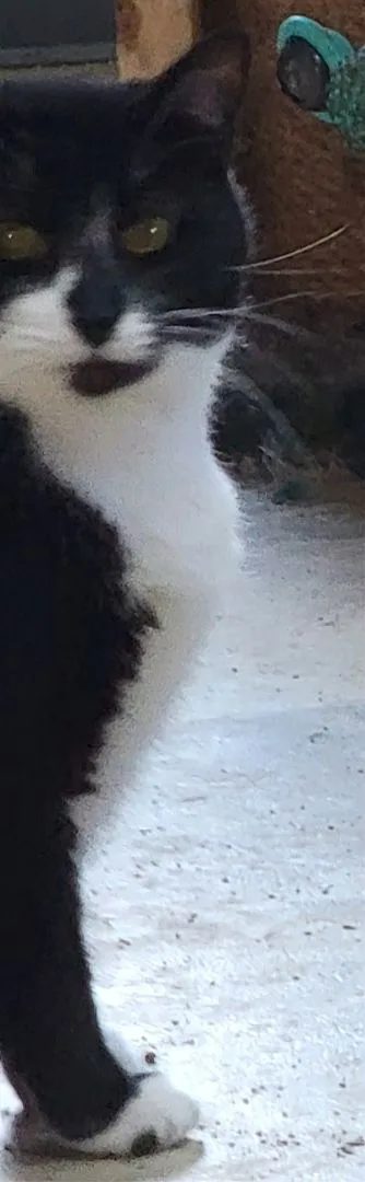 Cici Cecilly thumbnail 4