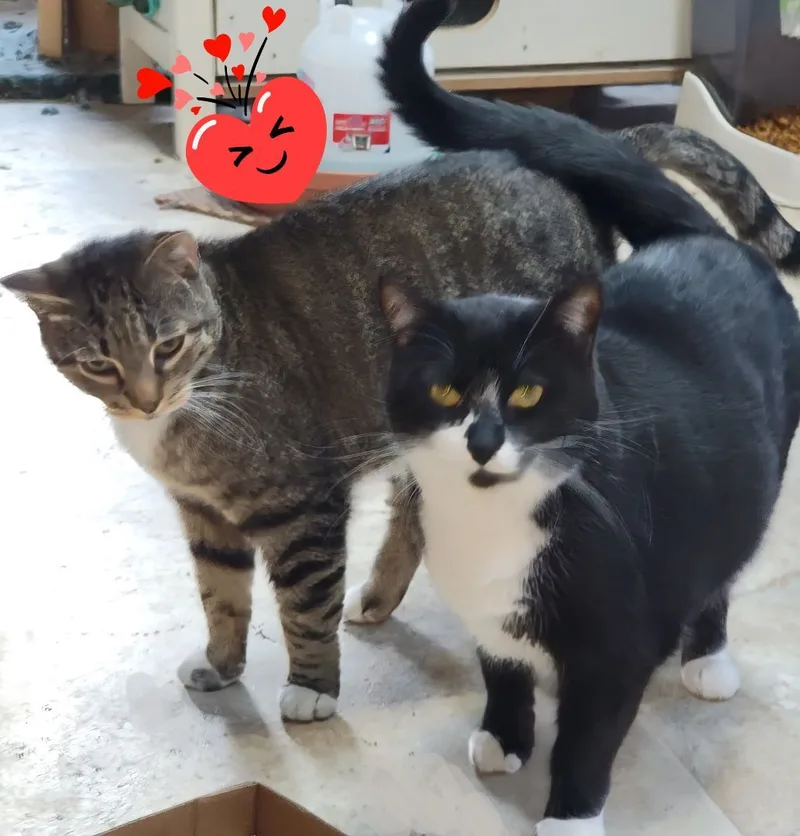 Cici Cecilly thumbnail 5