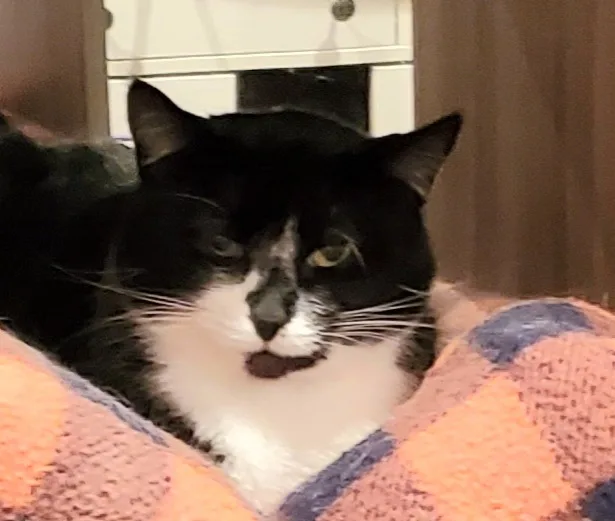 Cici Cecilly thumbnail 6