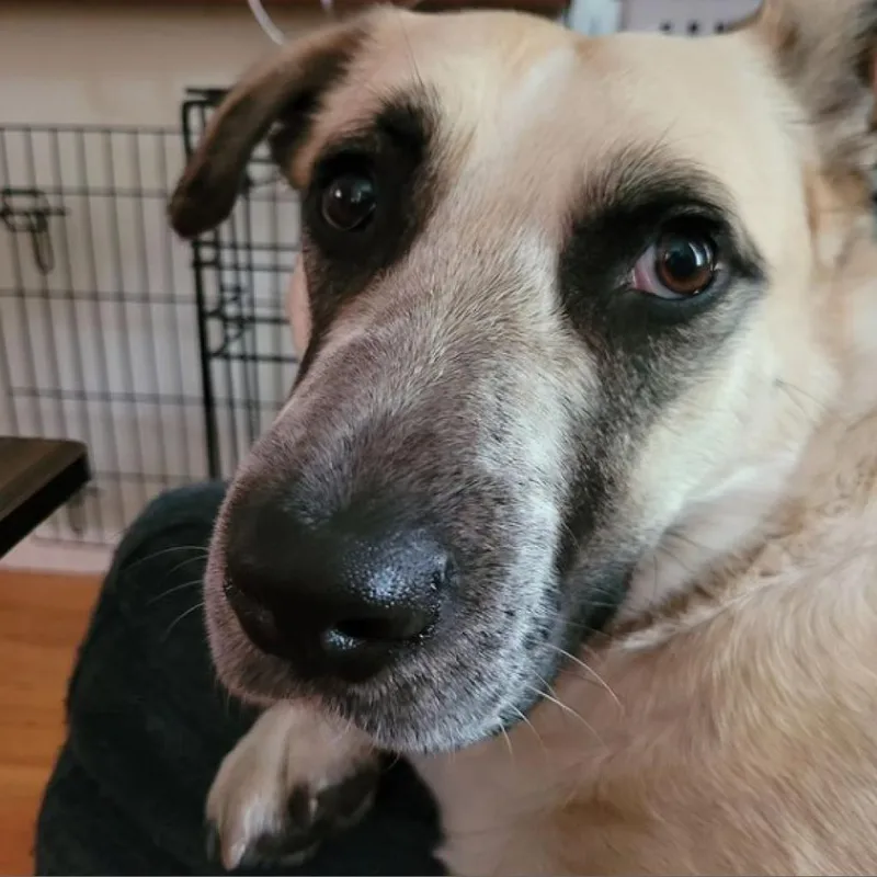 Lady Dogiva Now Cookie