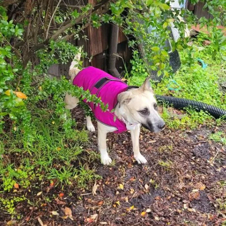 Lady Dogiva Now Cookie thumbnail 2