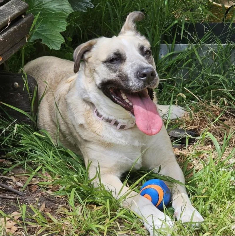 Lady Dogiva Now Cookie thumbnail 3