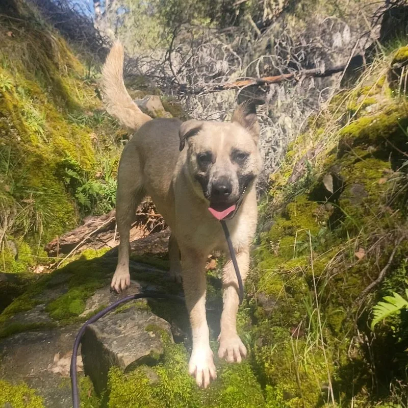 Lady Dogiva Now Cookie thumbnail 4