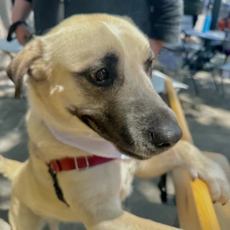 Lady Dogiva Now Cookie thumbnail 5