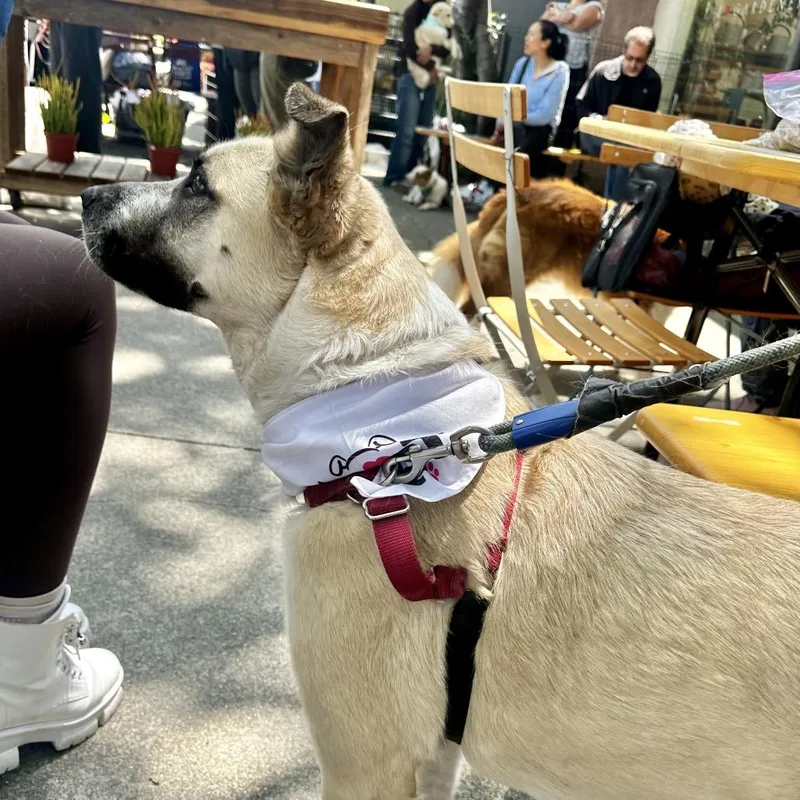 Lady Dogiva Now Cookie thumbnail 6