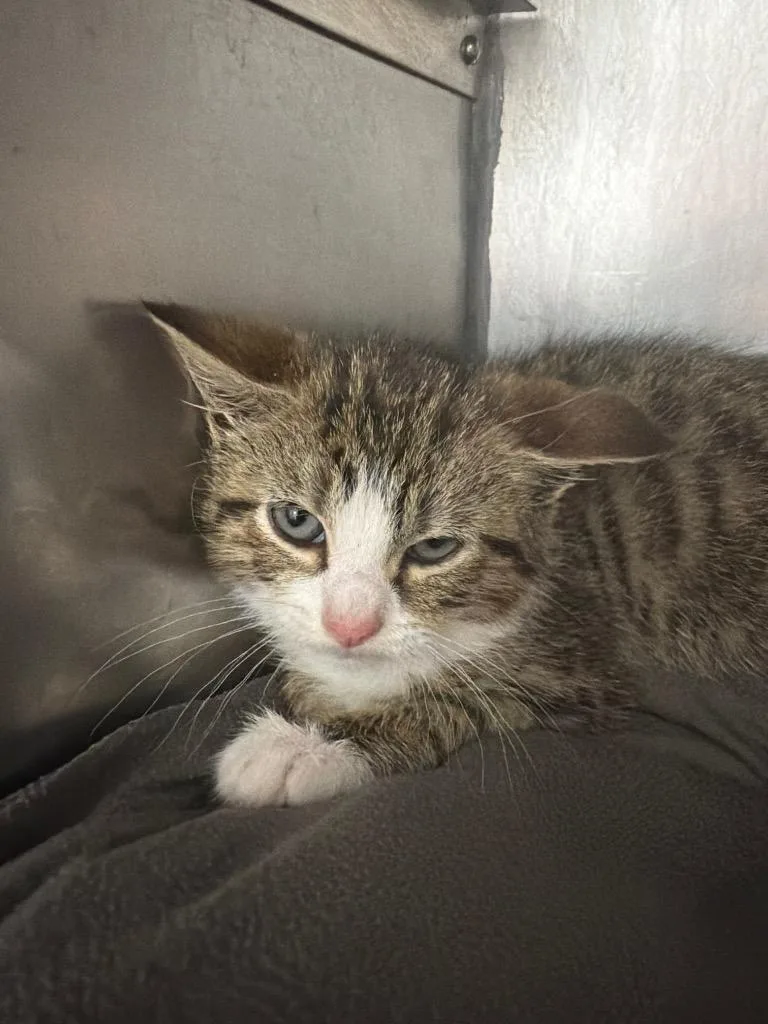 A baby small-sized male Domestic Short Hair cat named Ezri for adoption in Pomona, NY