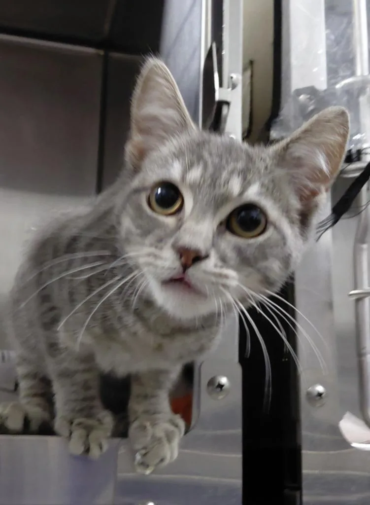 A baby small-sized male Domestic Short Hair cat named Boston for adoption in Henderson, NC