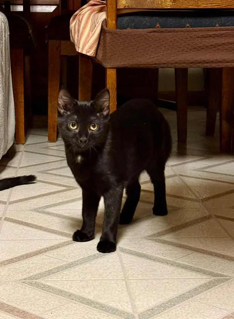 A baby small-sized female Domestic Short Hair cat named Jill for adoption in Harrisburg, PA
