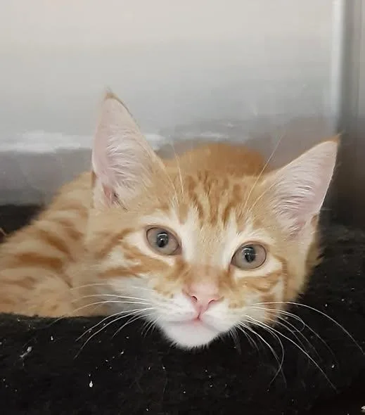 A young medium-sized male American Shorthair cat named Collin for adoption in Massapequa, NY