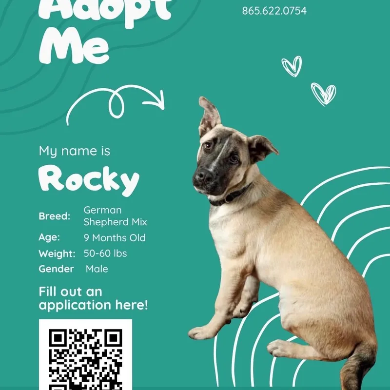 A young large-sized male Golden American Staffordshire Terrier dog named Rocky for adoption in Maryville, TN