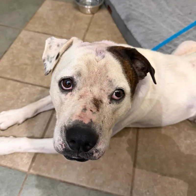 A senior medium-sized male White / Cream Mixed Breed dog named Duke for adoption in Chattanooga, TN