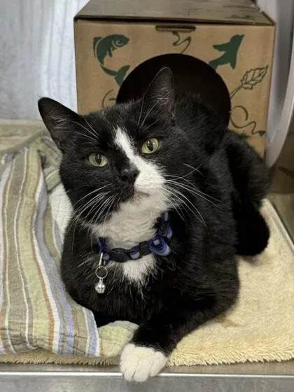 An adult medium-sized male Domestic Short Hair cat named Camry for adoption in West Chester, PA
