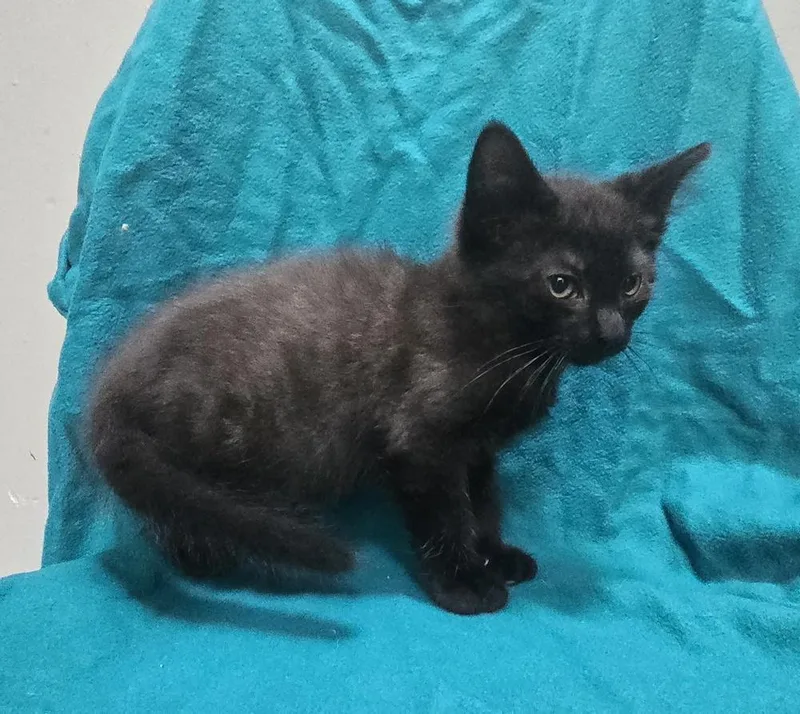A baby small-sized male Black Domestic Short Hair cat named Ares for adoption in Dickson, TN