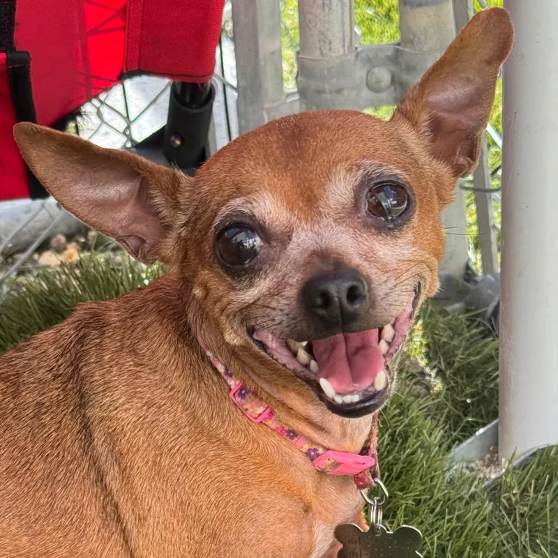 Gidget