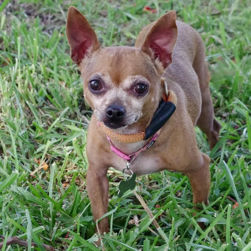 Gidget thumbnail 2