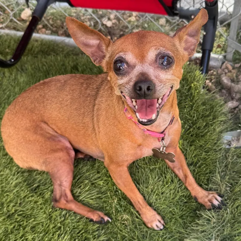 Gidget thumbnail 3