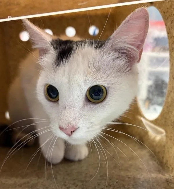 A senior medium-sized female Domestic Short Hair cat named Spider Monkey for adoption in Escondido, CA