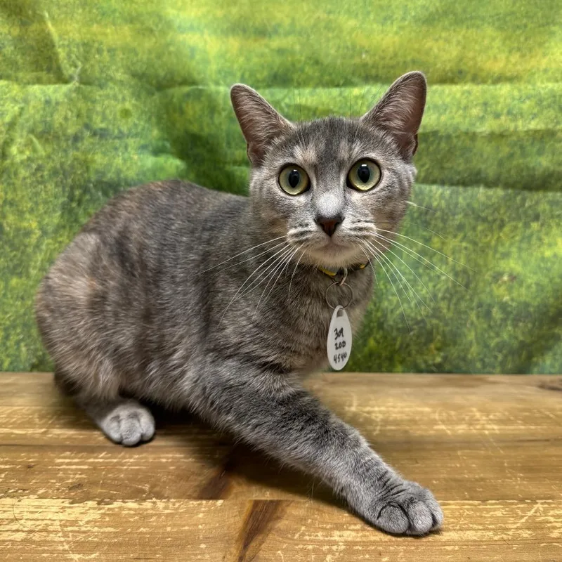 A young medium-sized female Gray / Blue / Silver Domestic Short Hair cat named Junia for adoption in Normal, IL