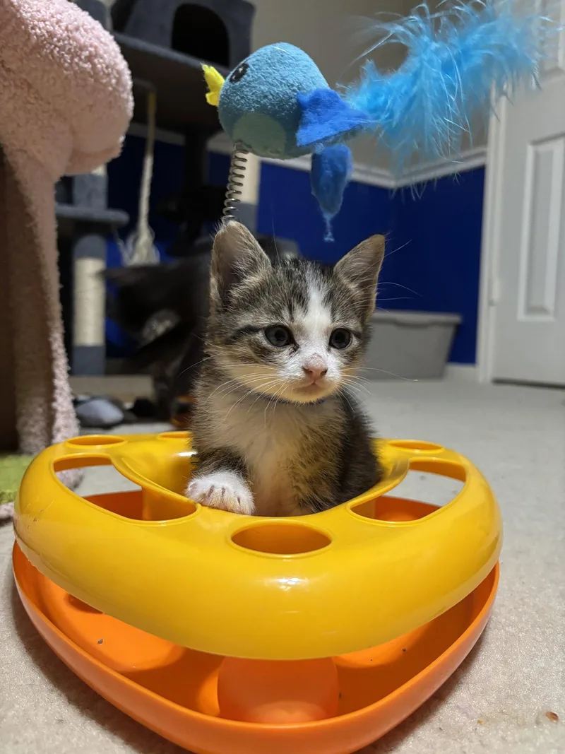 A baby medium-sized male Tabby cat named Oliver for adoption in MONTGOMERY, TX