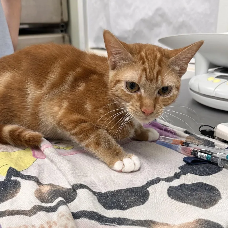 A young medium-sized female Orange / Red Domestic Short Hair cat named Seraphina for adoption in East Smithfield , PA