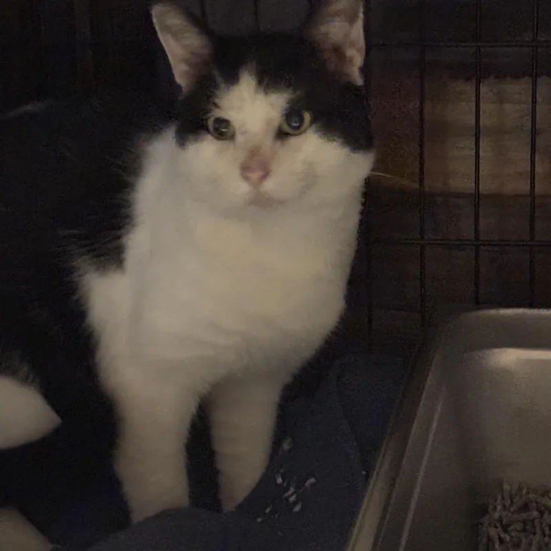 An adult small-sized male Black & White / Tuxedo Domestic Short Hair cat named Thadius for adoption in Pittsburgh, PA
