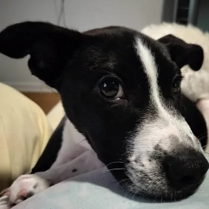 Charlie thumbnail 2