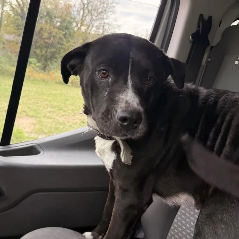 An adult medium-sized male Black Pit Bull Terrier dog named Gregory for adoption in East Saint Louis, IL