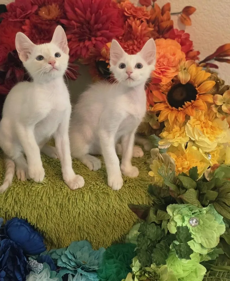 A baby small-sized male Siamese cat named Stroon for adoption in Austin, TX