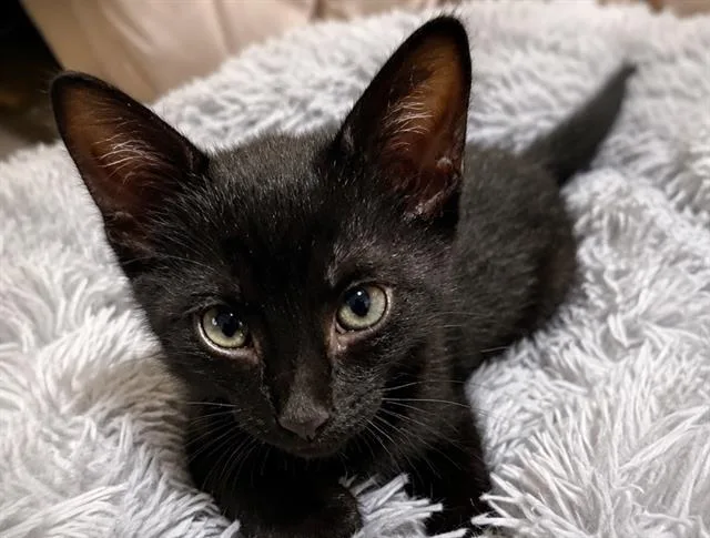 A baby small-sized female Domestic Short Hair cat named A for adoption in Pueblo, CO
