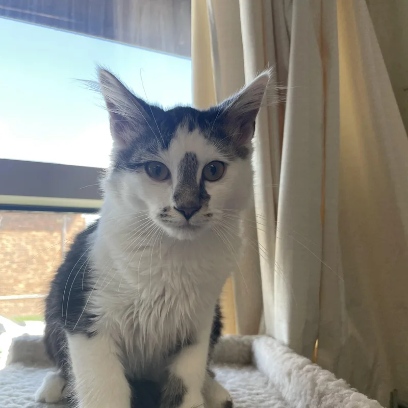 A baby medium-sized male Domestic Medium Hair cat named Pepsi for adoption in Gladstone, MO