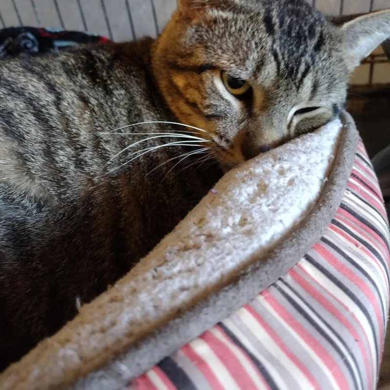 Beau