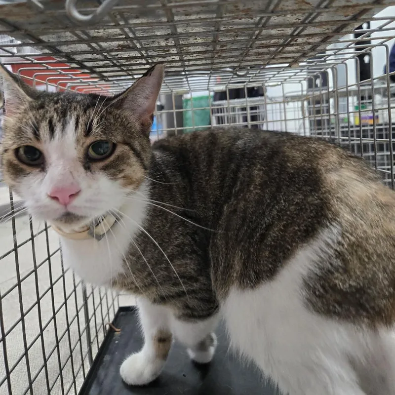 A senior medium-sized female Brown / Chocolate Domestic Short Hair cat named Charm for adoption in Newark, NJ