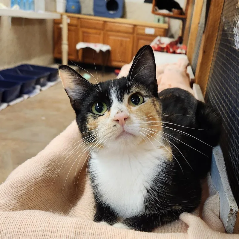 An adult medium-sized female Domestic Short Hair cat named Andora for adoption in Delaware, OH