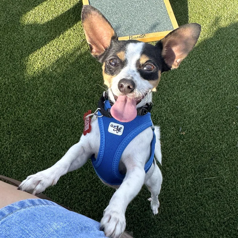 A young small-sized male Rat Terrier dog named Lucky for adoption in Brooklyn, NY