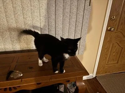 An adult medium-sized female Black Domestic Short Hair cat named Tiptoe for adoption in Mokena, IL