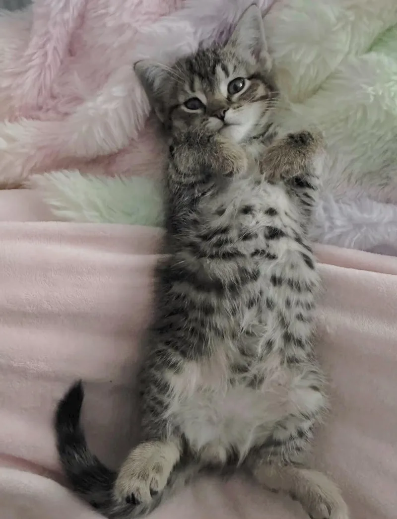 A baby medium-sized female Tabby (Brown / Chocolate) Domestic Short Hair cat named Chrissy for adoption in Long Beach, NY