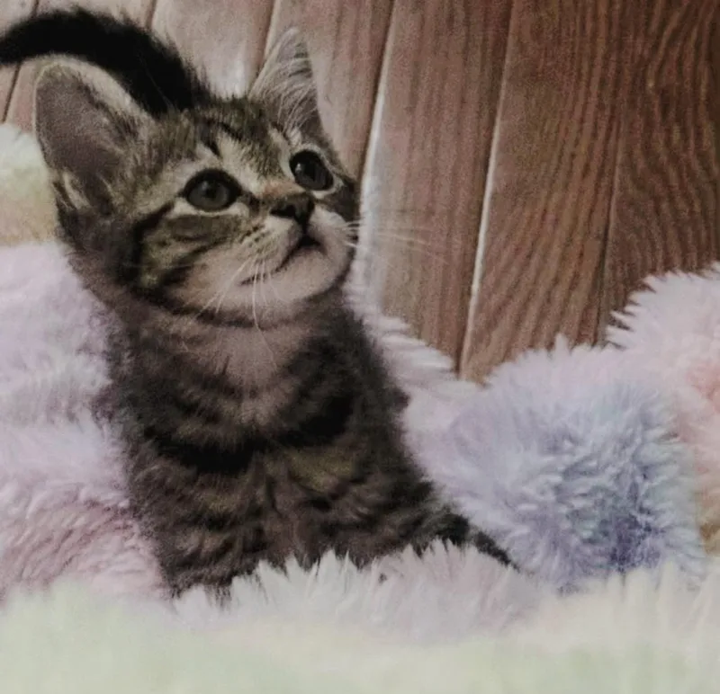 Chrissy thumbnail 3