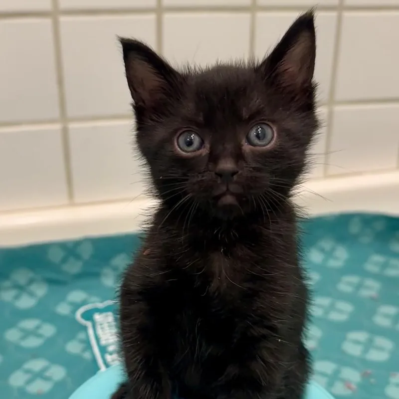 A baby small-sized male Black Domestic Short Hair cat named Gomez for adoption in Los Angeles, CA
