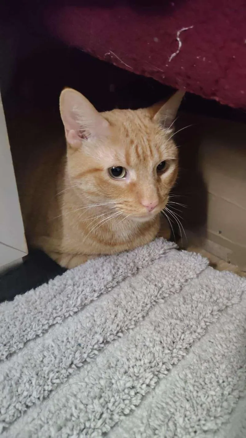 An adult medium-sized male Tabby (Orange / Red) American Shorthair cat named Nacho for adoption in Florham Park, NJ