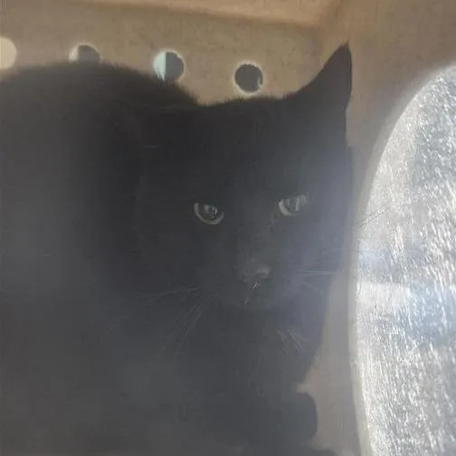 An adult medium-sized male Black Domestic Short Hair cat named Working Cat Coconut for adoption in Tacoma, WA